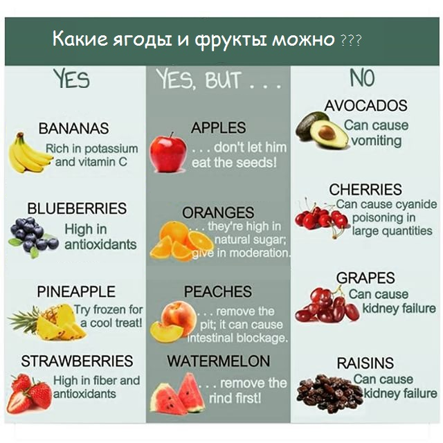 ФРУКТЫ и ЯГОДЫ